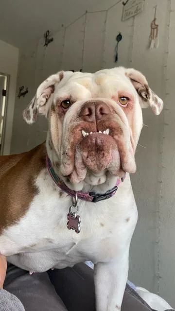 An adult large-sized female Tricolor (Brown, Black, & White) English Bulldog dog named Bailey for adoption in Boone, CO