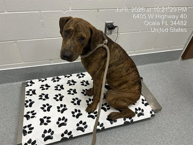 A young medium-sized male Plott Hound dog named Tiggergoliath for adoption in Ocala, FL