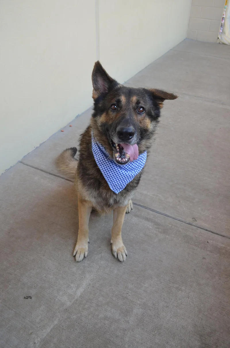 A senior large-sized male German Shepherd Dog dog named Snorlax for adoption in McKinney, TX