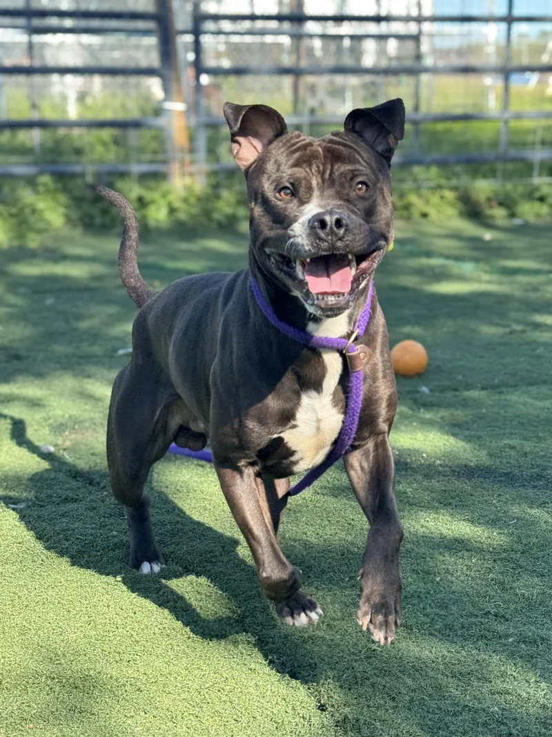 A young large-sized male Black Pit Bull Terrier dog named Roscoe for adoption in Anderson, IN