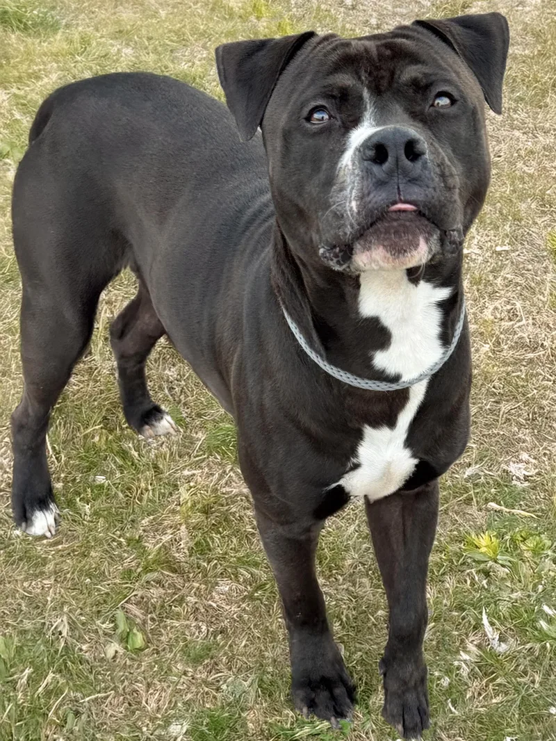 Roscoe thumbnail 3