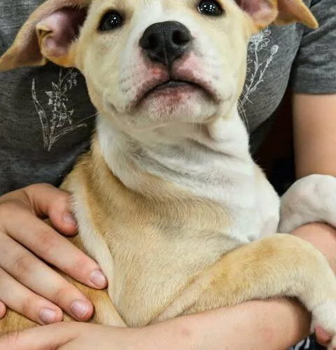 A baby medium-sized male Labrador Retriever dog named Wesley for adoption in Broken Arrow, OK