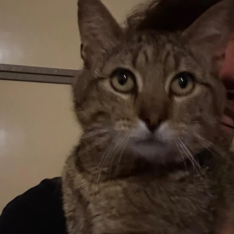 Buddy
