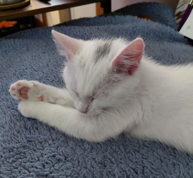 A baby medium-sized female Domestic Short Hair cat named Elsa for adoption in Gettysburg, PA