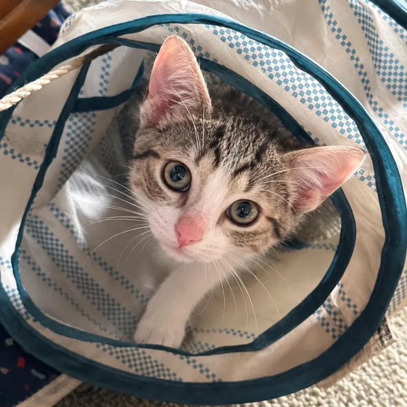 A baby small-sized male Black & White / Tuxedo Domestic Short Hair cat named Michael for adoption in Chicago, IL