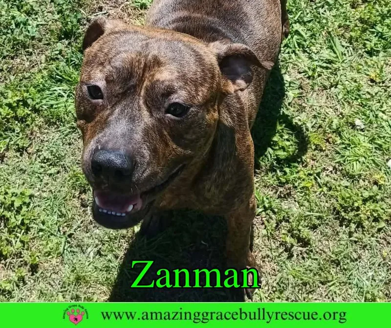 An adult medium-sized male American Bulldog dog named Zanman for adoption in Pensacola, FL