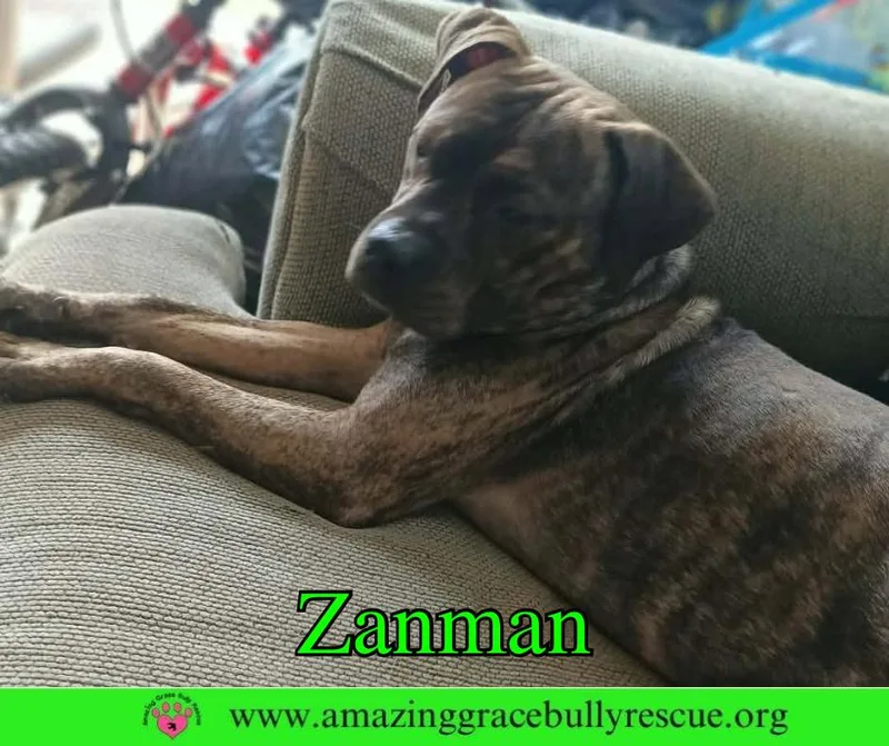 Zanman thumbnail 3