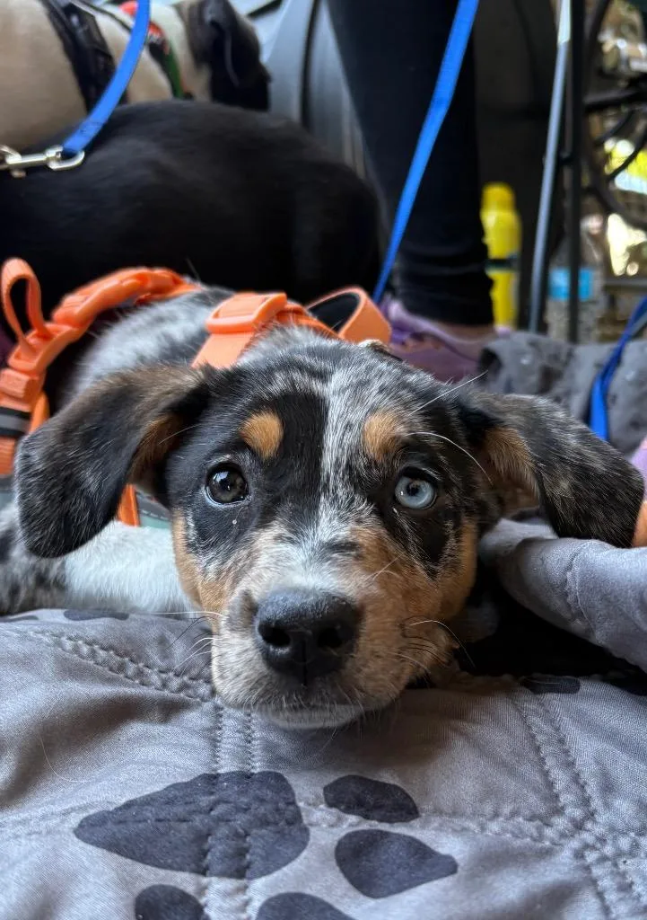 A baby medium-sized female Hound dog named Kirby for adoption in Ewing, NJ