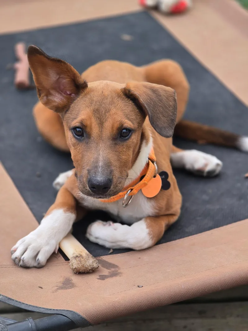 A baby medium-sized female Brown / Chocolate Terrier dog named Rumi for adoption in Lincolnshire, IL