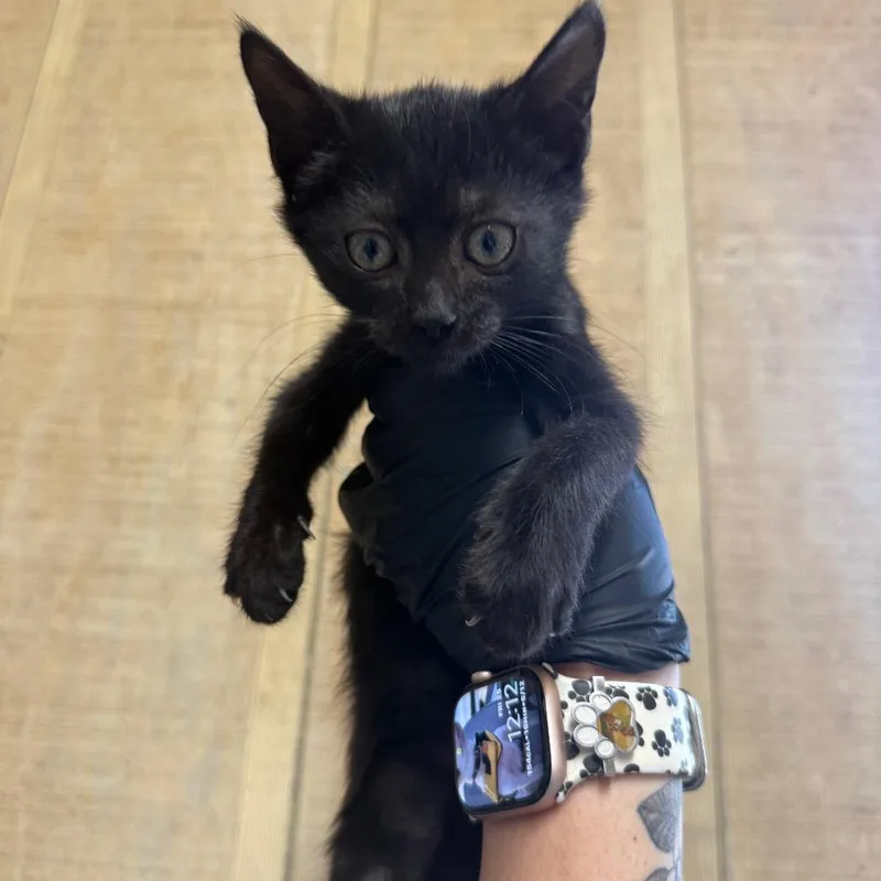 A baby small-sized male Black Domestic Short Hair cat named Habanaro for adoption in Kennebunk, ME