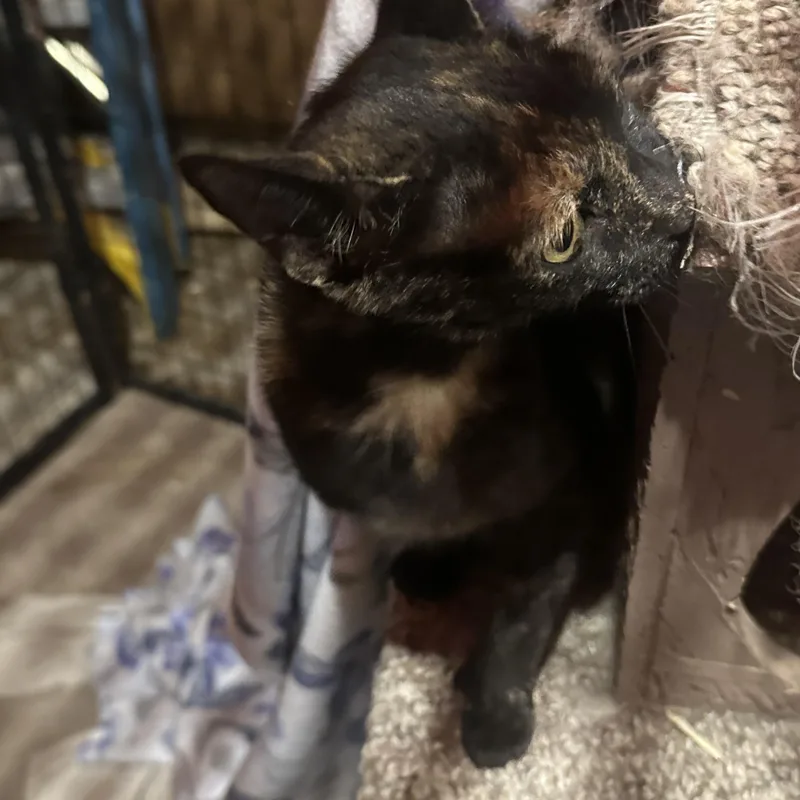 A young small-sized female Torbie cat named Spice for adoption in Marlette, MI