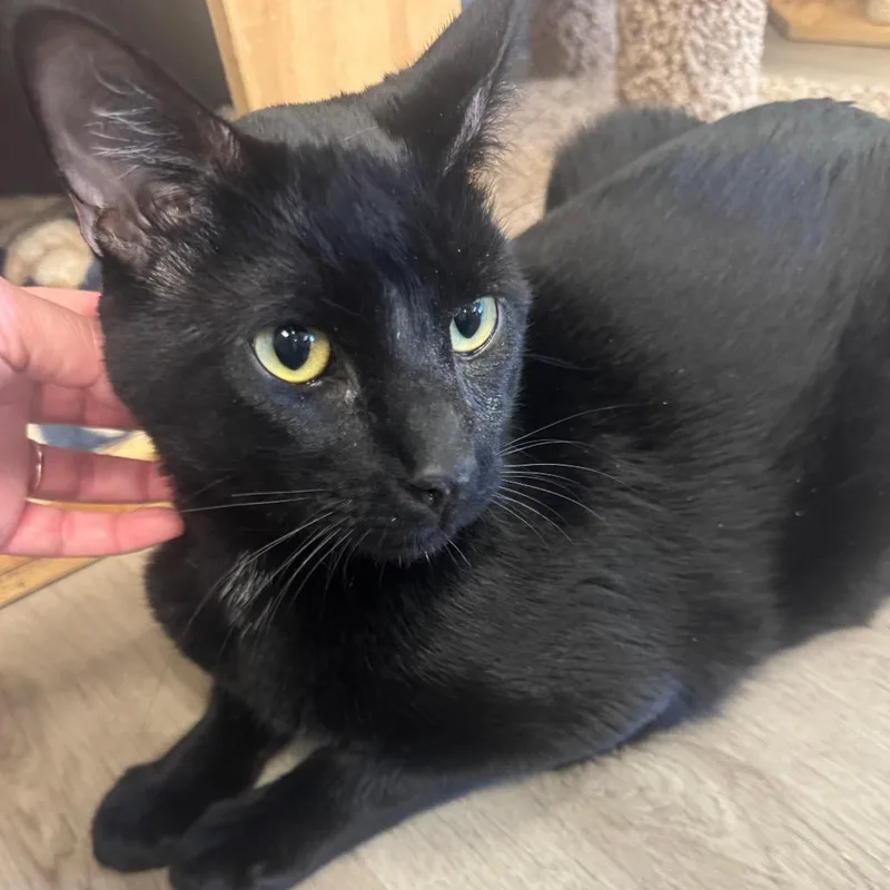 An adult extra large-sized male Black Domestic Short Hair cat named Bluey for adoption in Pleasant Hill, CA
