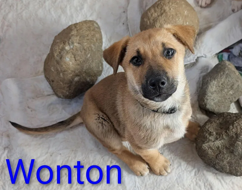 Wonton thumbnail 2