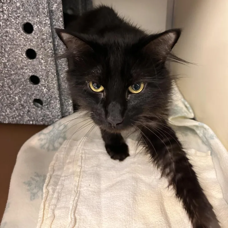 An adult medium-sized male Domestic Short Hair cat named Shadow for adoption in Birdsboro, PA