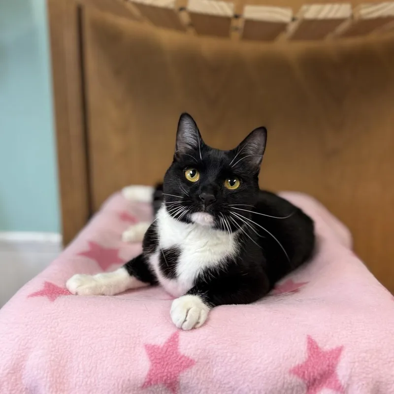 An adult medium-sized female Black Domestic Short Hair cat named Charlese for adoption in Fargo, ND
