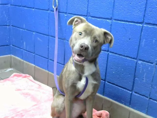 A young medium-sized female Pit Bull Terrier dog named Amiri for adoption in Albuquerque, NM