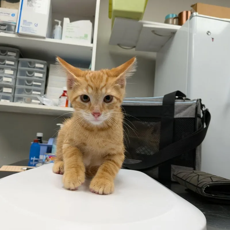 A baby small-sized male Orange / Red Domestic Short Hair cat named Mango for adoption in Hannibal, MO