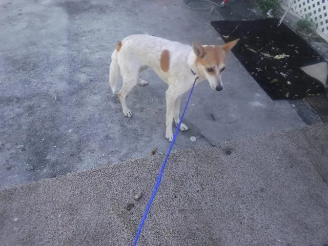 A young small-sized female Terrier dog named Sue for adoption in Miami, FL