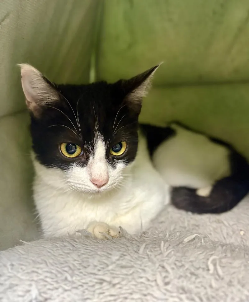 A baby small-sized female Domestic Short Hair cat named Frida for adoption in Fort Worth, TX