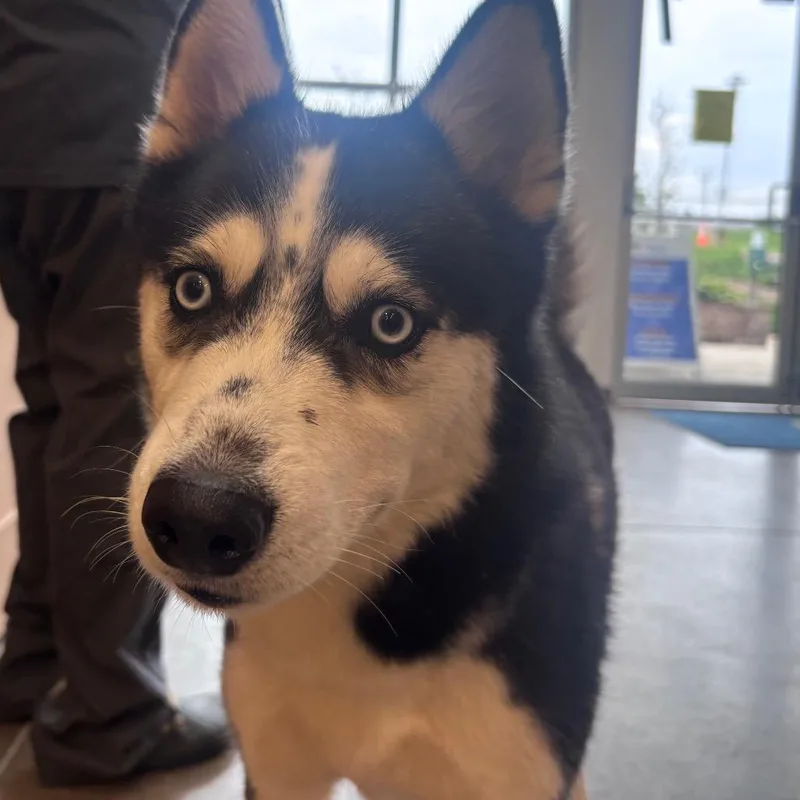 An adult medium-sized male Husky dog named YORKStray for adoption in York, PA