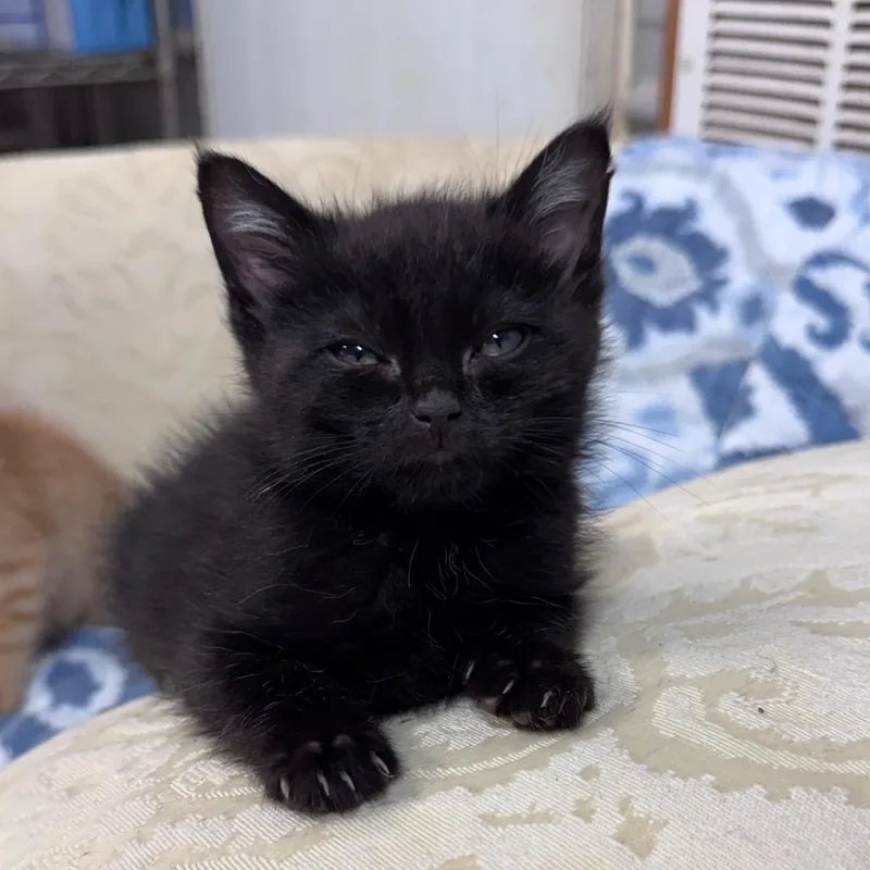 A baby small-sized male Black Domestic Short Hair cat named Reese for adoption in Pinson, TN