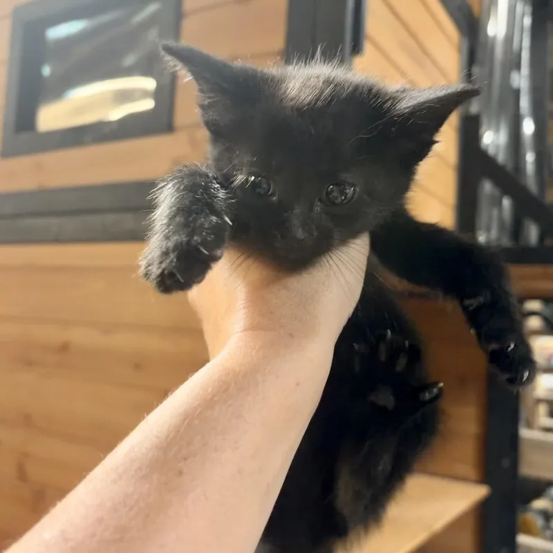 A baby small-sized male Black Domestic Short Hair cat named Clint for adoption in Kansas City, MO