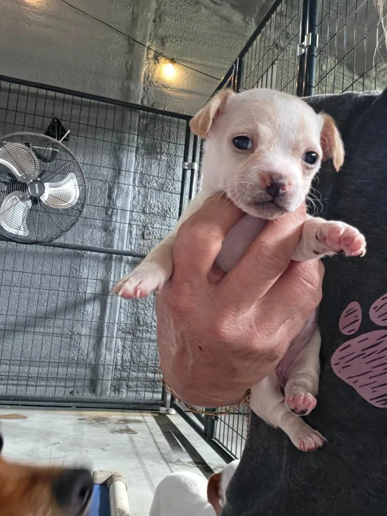 A baby small-sized female Chihuahua dog named Rosemary for adoption in Waynesville, GA