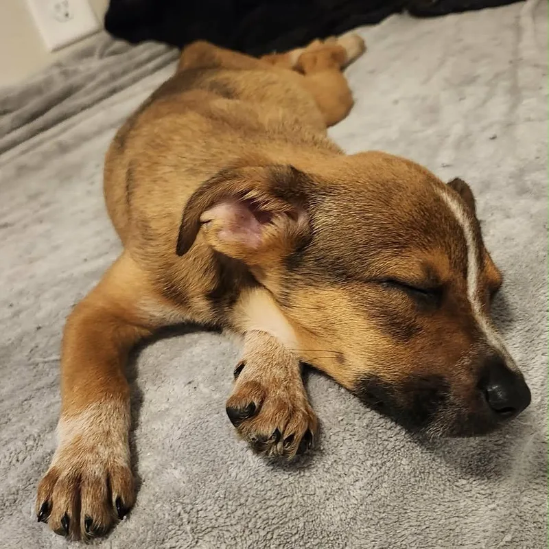 A baby small-sized male Brown / Chocolate Mixed Breed dog named Arian for adoption in Buffalo, MN