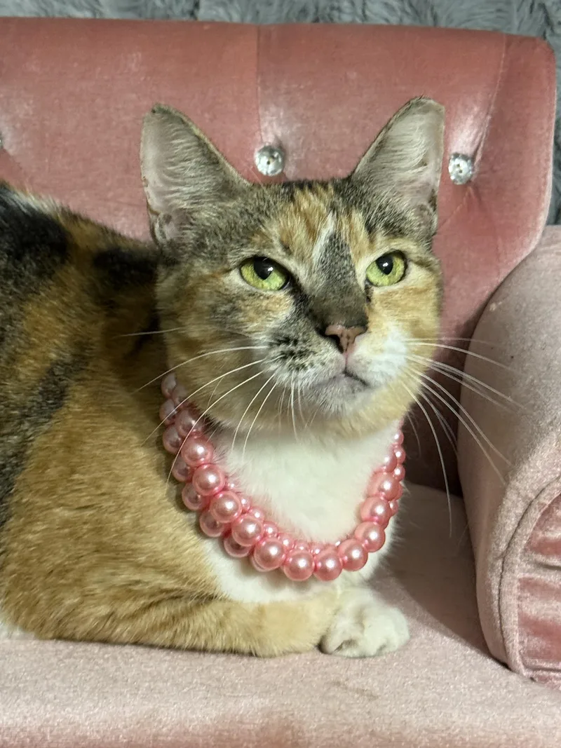 An adult medium-sized female Calico cat named Hallie Belle for adoption in Dickinson, TX