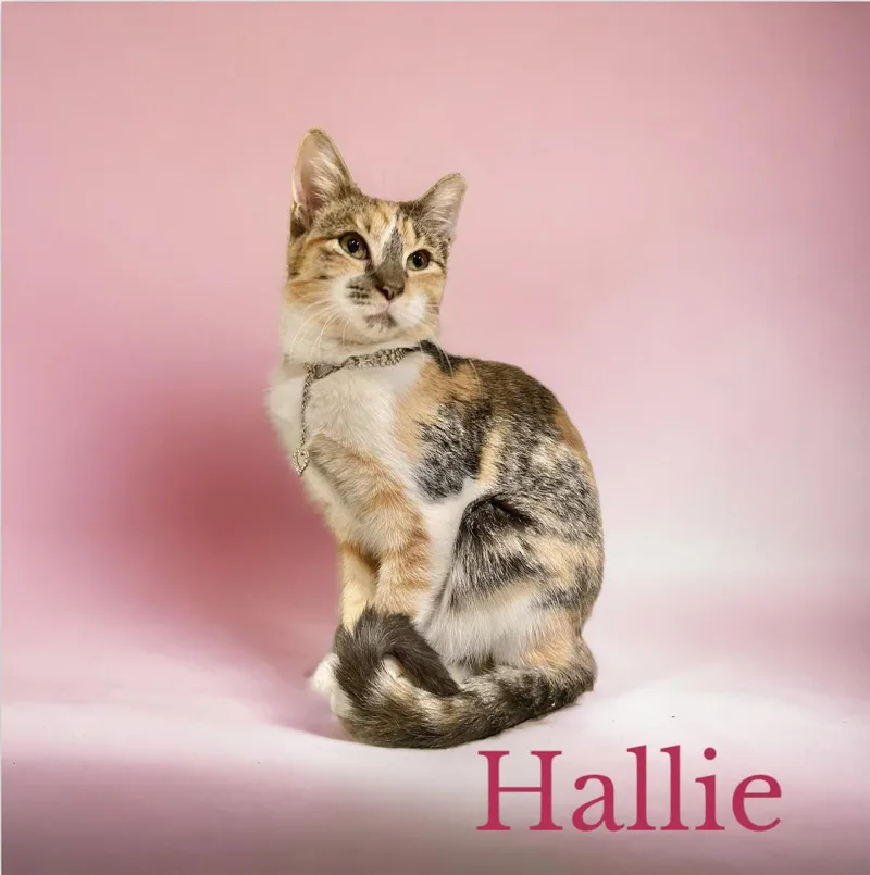 Hallie Belle thumbnail 4