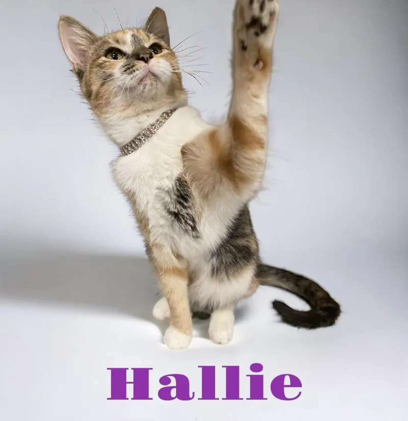 Hallie Belle thumbnail 5