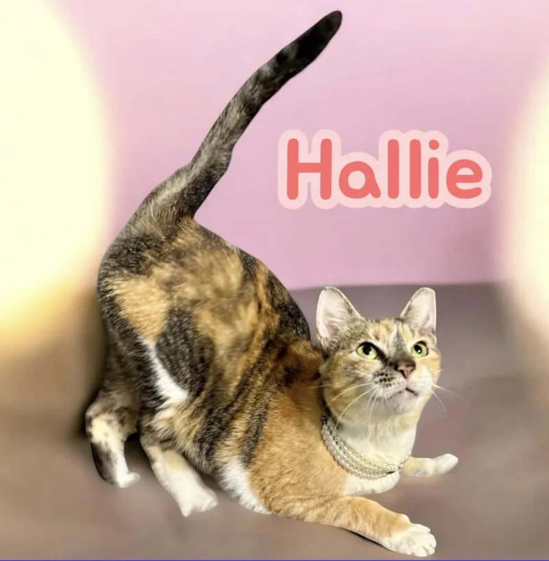 Hallie Belle thumbnail 6