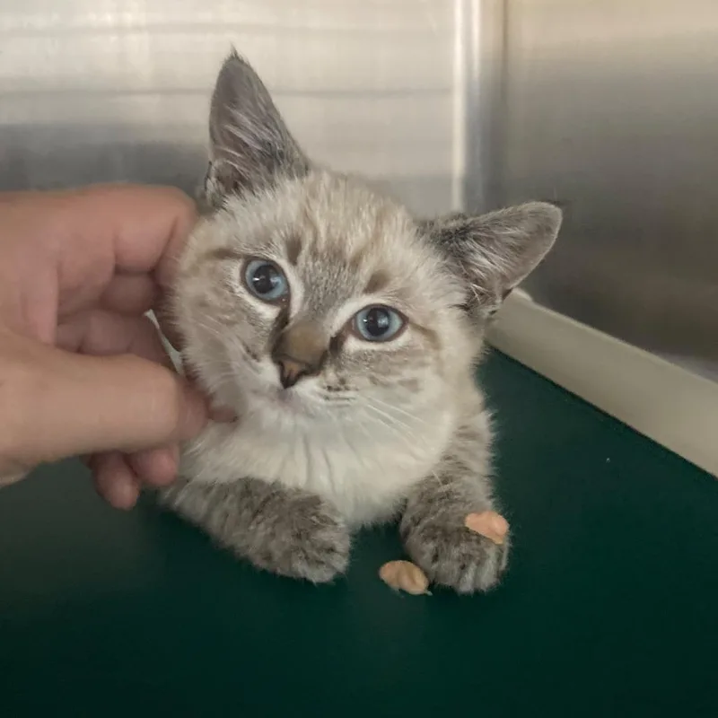 A baby small-sized female Cream / Ivory Domestic Short Hair cat named Moon for adoption in Buffalo, WY