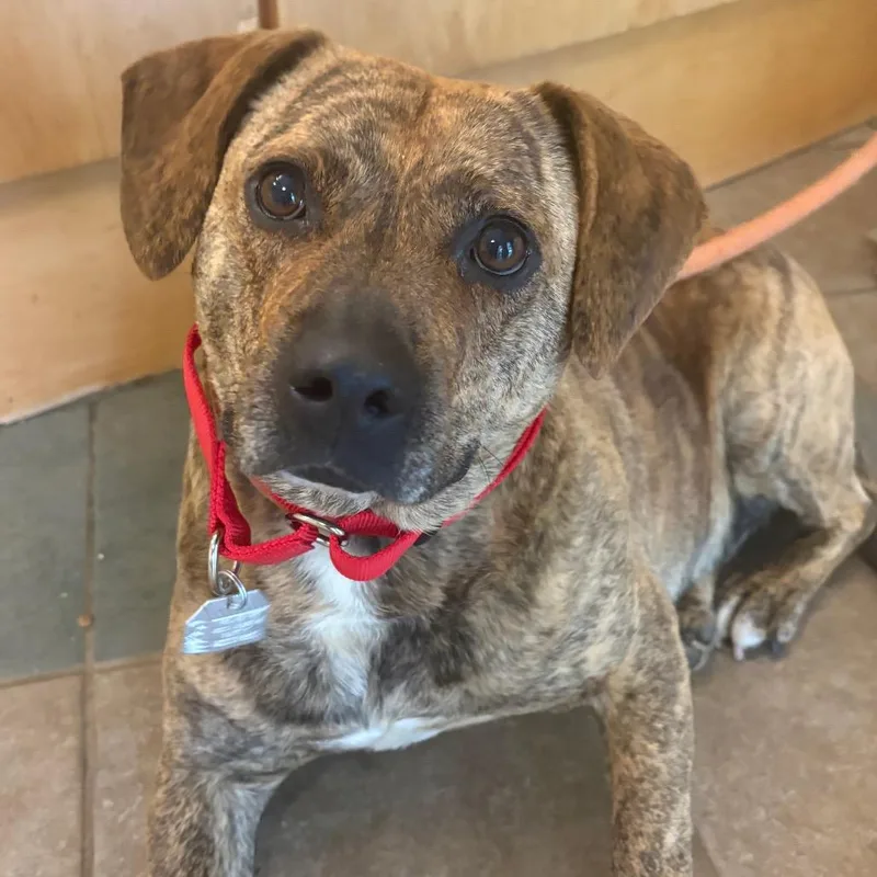 An adult medium-sized female Brindle Pit Bull Terrier dog named Tiny for adoption in Chattanooga, TN