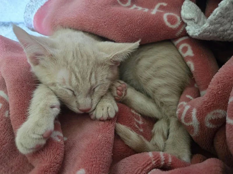 A baby small-sized male Orange / Red Domestic Short Hair cat named Love for adoption in Indianapolis, IN