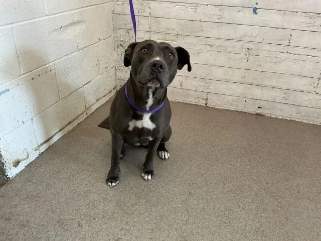 An adult medium-sized male Pit Bull Terrier dog named Burt for adoption in San Bernardino, CA