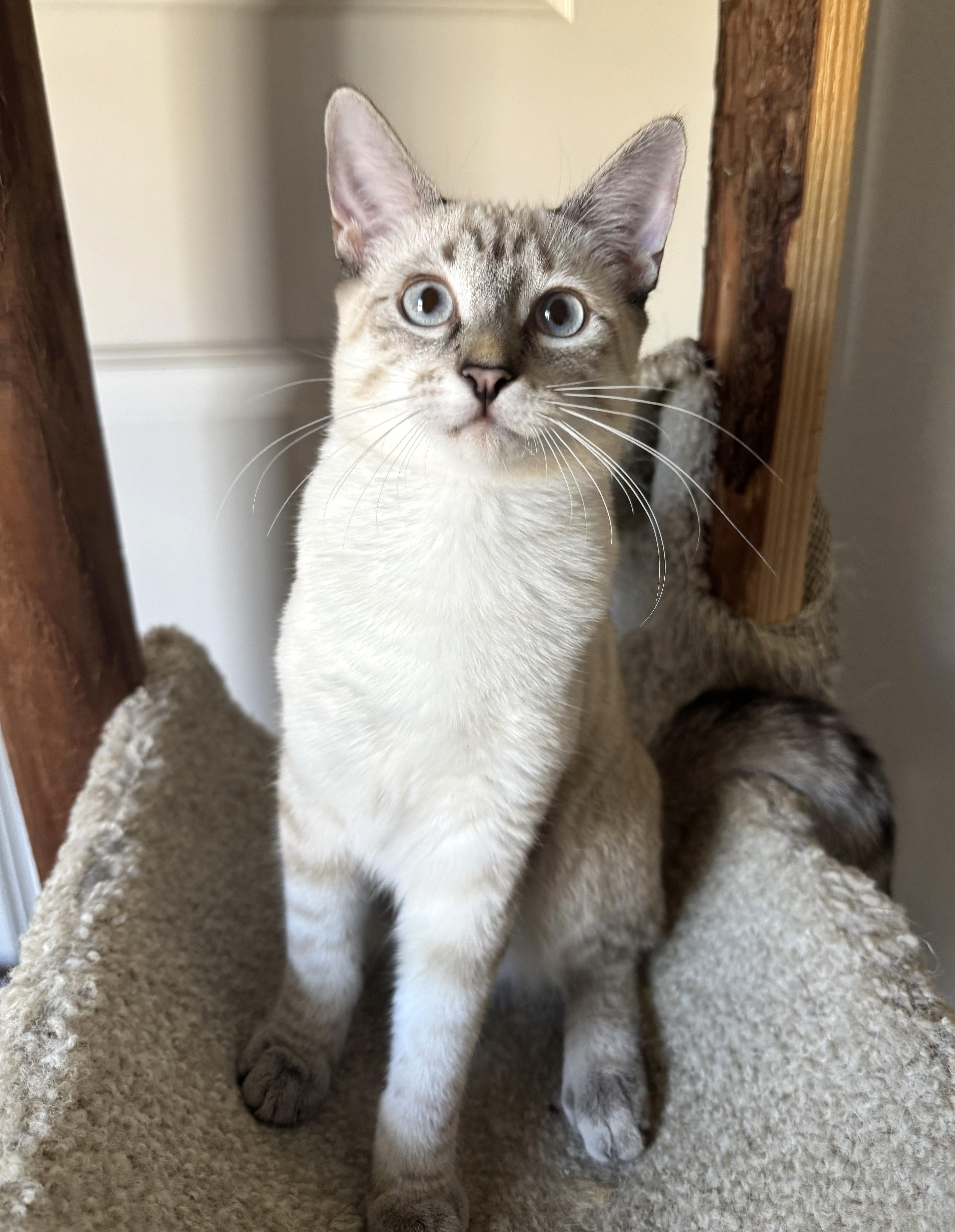 An adult medium-sized male Siamese cat named Hank for adoption in Bentonville, AR