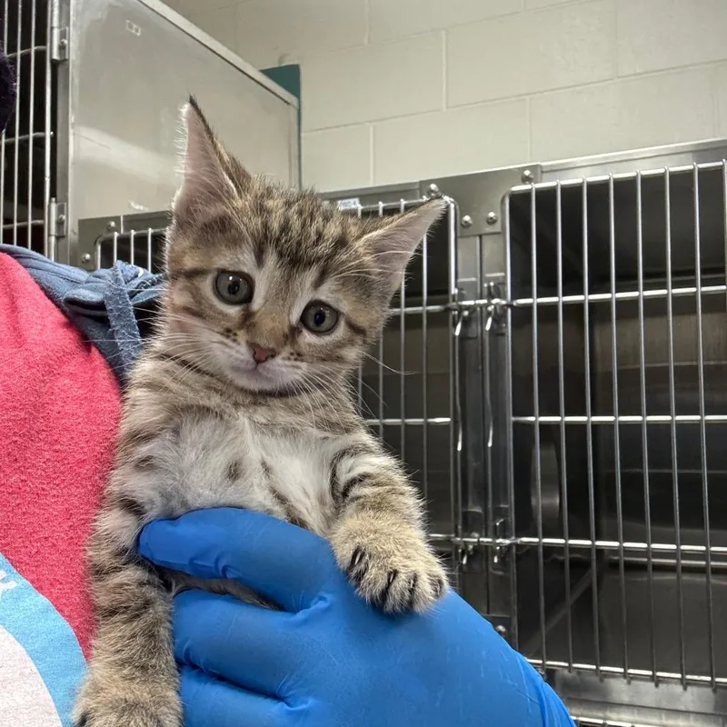 A baby small-sized female Brown / Chocolate Domestic Short Hair cat named Danica Patrick for adoption in Indianapolis, IN