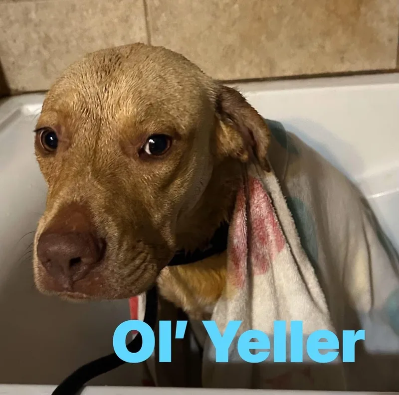 Ol Yeller