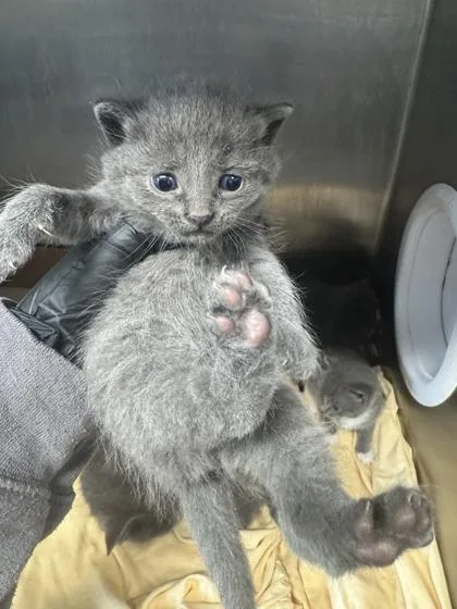 A baby small-sized female Domestic Short Hair cat named Boot Cut Jeans for adoption in West Chester, PA