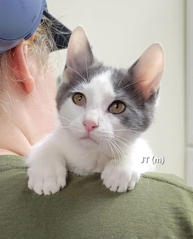 A baby medium-sized male Gray & White Domestic Short Hair cat named Jt for adoption in Mazon, IL