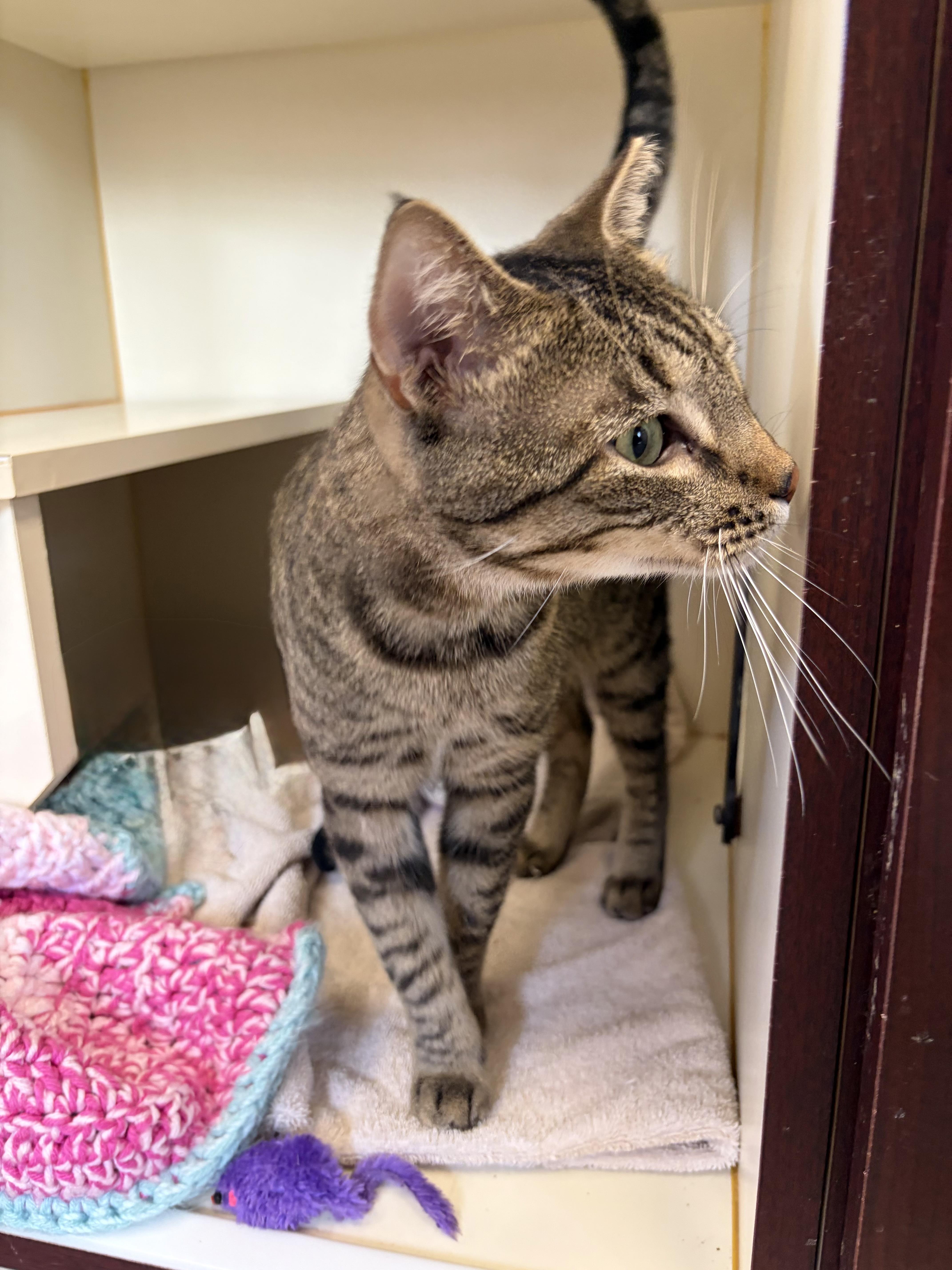 An adult medium-sized male Domestic Short Hair cat named Dr. Abob for adoption in Somerset, NJ