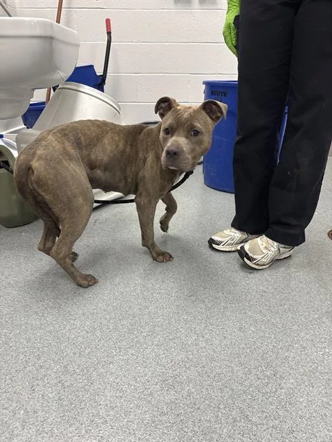 An adult large-sized female Pit Bull Terrier dog named Pretzel for adoption in Indianapolis, IN