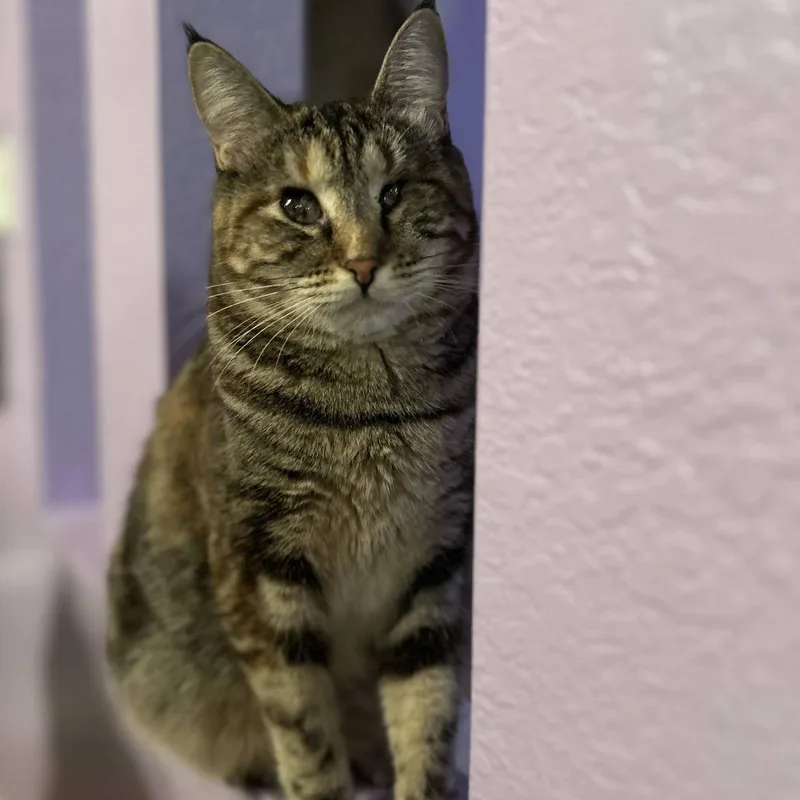 A senior medium-sized female Gray / Blue / Silver Domestic Medium Hair cat named Georgia for adoption in Palmdale, CA