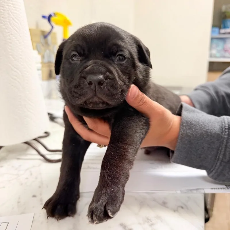 A baby small-sized male Pit Bull Terrier dog named River for adoption in Parker, CO