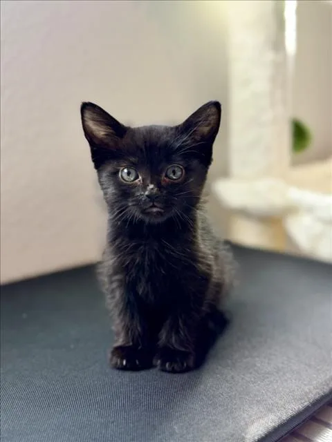 A baby small-sized female Domestic Short Hair cat named Oak for adoption in Las Vegas, NV