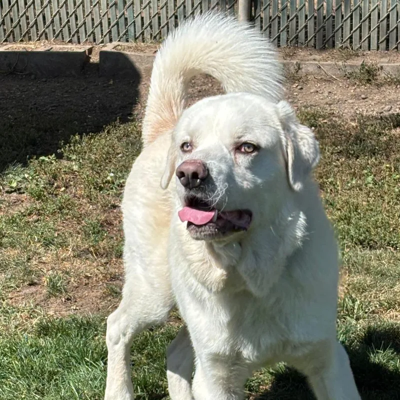 A young large-sized male White / Cream Mixed Breed dog named Kevin for adoption in Medford, OR