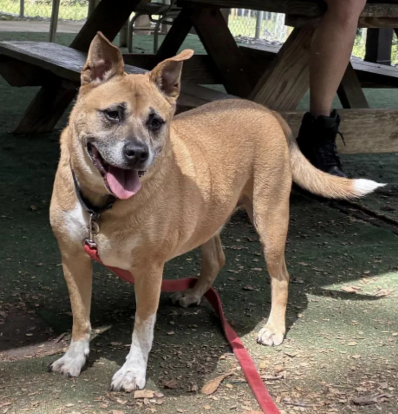 An adult large-sized male Tricolor (Brown, Black, & White) Shepherd dog named Ace for adoption in Cedarburg, WI