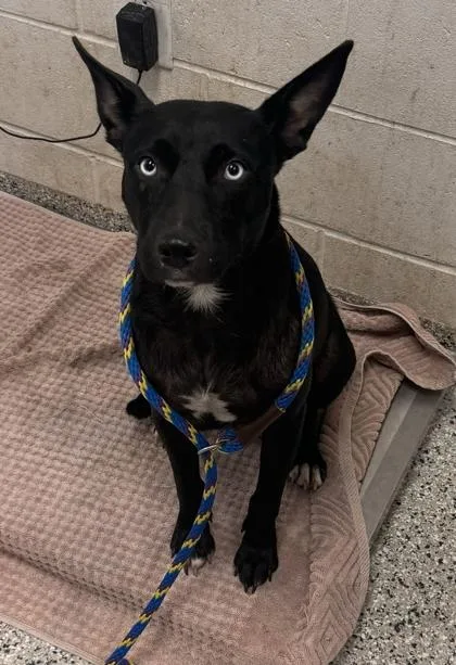 An adult large-sized female Black Pit Bull Terrier dog named Cecilia for adoption in Kansas City, MO