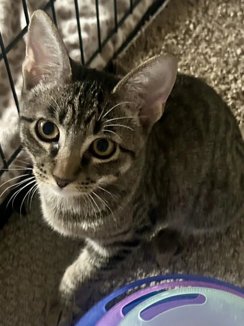 A young medium-sized male Domestic Short Hair cat named Tiger Star for adoption in Scottsdale, AZ